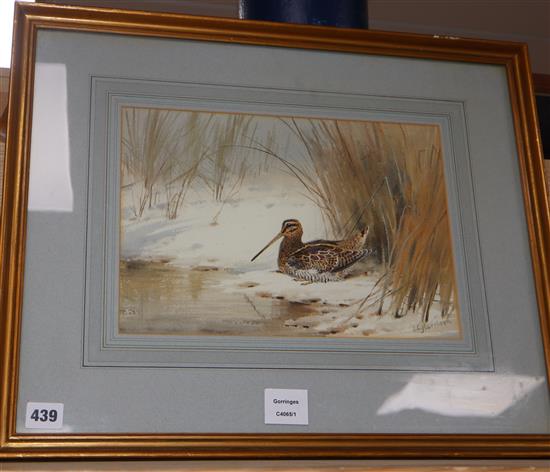 John Cyril Harrison (1898-1985), watercolour, Snipe resting, signed, 23 x 33cm